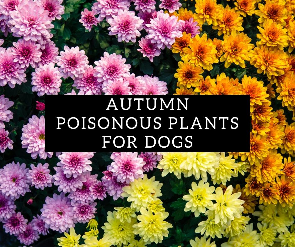 Autumn Poisonous Plants for Dogs